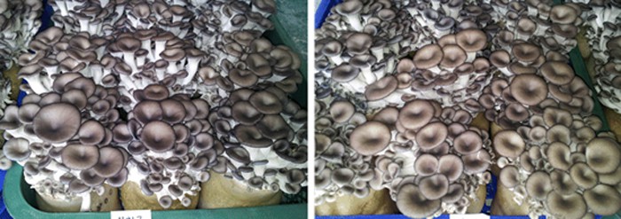병 재배 기술로 생산되는 팽이버섯. 