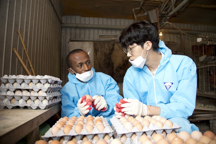 Korea_Africa_Poutry_farming_02.jpg