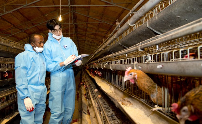 Korea_Africa_Poutry_farming_03.jpg