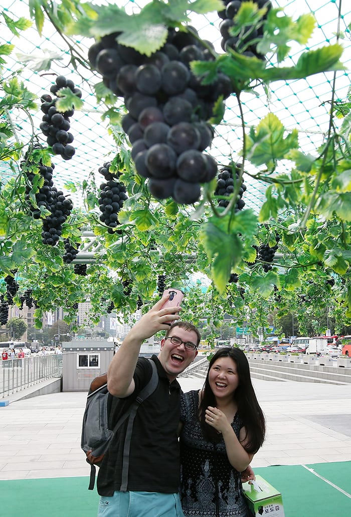 Tourists snap a photo in the special garden decorated with grapevines in Gwanghwamun Square.