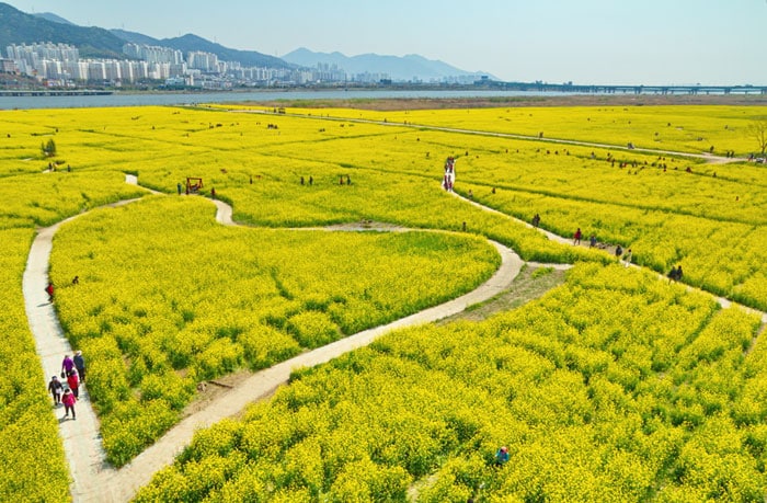 A picture of a canola flower festival taken by a non-Korean photographer wins a special award in this year’s Korea Tourism Photo Contest.