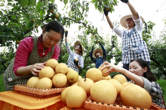 Researchers from the Pear Research Institute, part of the Rural Development Administration, examine some of the newly-harvested and newly-bred Hanareum pears, on Aug. 20.