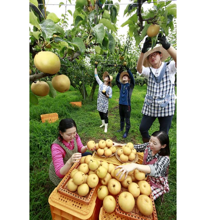 Researchers from the RDA's Pear Research Institute harvest Hanareum summer pears. Hanareum pears are now being produced over a total area of 50 hectares.