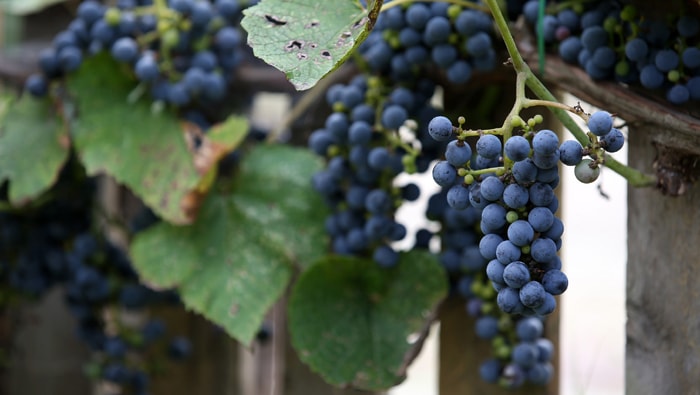 Seo_Wild_Grapes_Wine_05.jpg