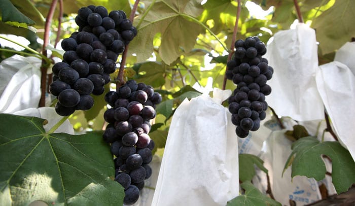 Daebudo Island is known for its concord grapes. Each year, the island hosts a grape festival. This year’s festival was held on Sept. 12 and 13.