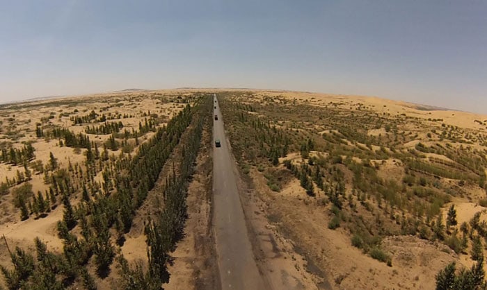 Newly planted trees in the Kubuqi Desert in China are there thanks to support from the Korea Forest Service.