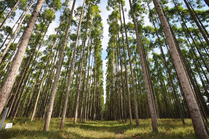 The Korea Forest Service helps Indonesia create new forests in Kalimantan, central Indonesia.