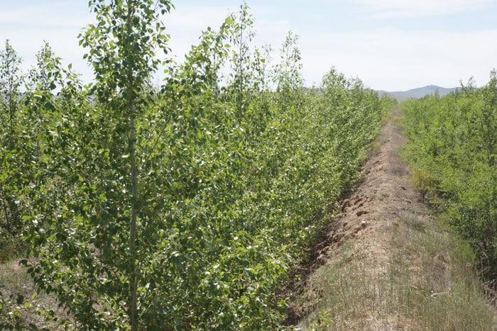 A woodland in Dalandzadgad, Mongolia, is reforested by the Korea Forest Service.