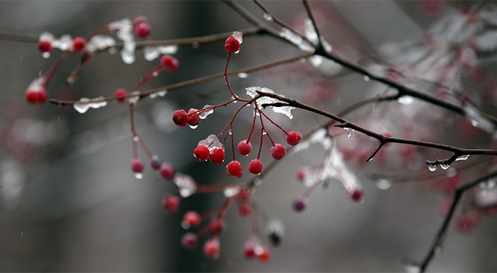 <i>Usu</i>, the beginning of the second solar term of the year, falls on Feb. 19 this year. It marks the traditional boundary snowfall and rainfall.