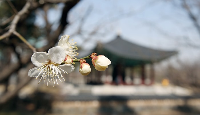 15일 국립중앙박물관 보신각종을 둘러싼 매화나무가 꽃망울을 터뜨리며 봄이 왔음을 알리고 있다. 