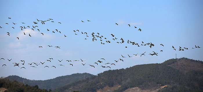 순천만습지에서 겨울을 보내고 있는 흑두루미가 25일 무리를 지어 날아오르고 있다. 순천만습지에 날아온 1천4백여 마리의 흑두루미는 3월 중순까지 순천만습지에 머문 뒤, 시베리아로 돌아간다. 