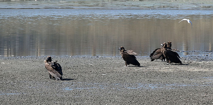 순천만습지 인근의 하천에도 다양한 종류의 새들이 목격된다. 순천동천 옆 하천에서는 독수리들이 한가롭게 볕을 쬐며 쉬는 모습을 관찰 할 수 있다. 