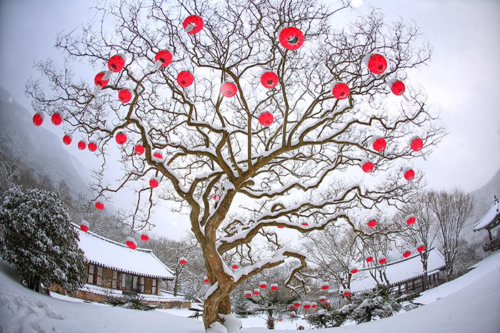 A photo of a persimmon tree titled 'Meals for Magpies' is another bronze prize winner. In this photo, red persimmons hang on the tree and are in vivid contrast to the background view of Manyeonsa Temple as it's covered in snow, in Hwasun-gun County, Jeollanam-do Province.