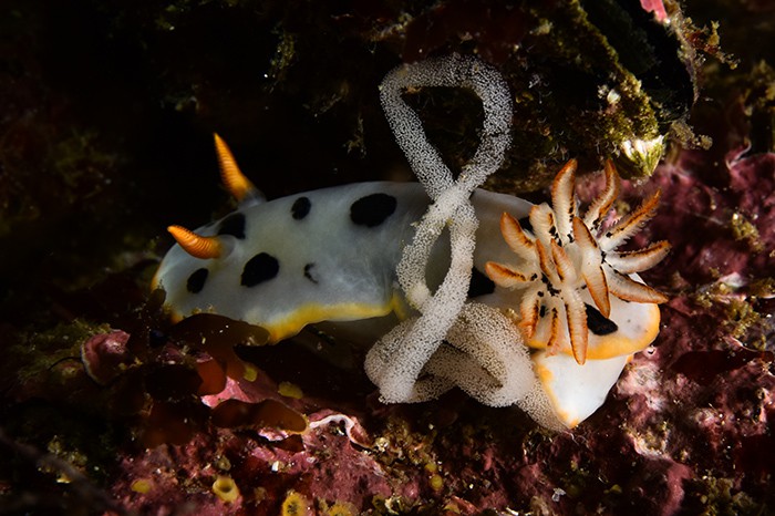 Korea's Jeon Yongsu wins the gold prize in the close-up category in the Ulleungdo-Dokdo International Underwater Photography Competition 2016.