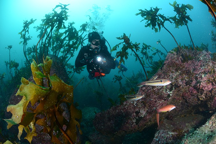 Malaysia's Isley Jason Paul receives a gold prize in the category of wide angle with diver in the Ulleungdo-Dokdo International Underwater Photography Competition 2016.