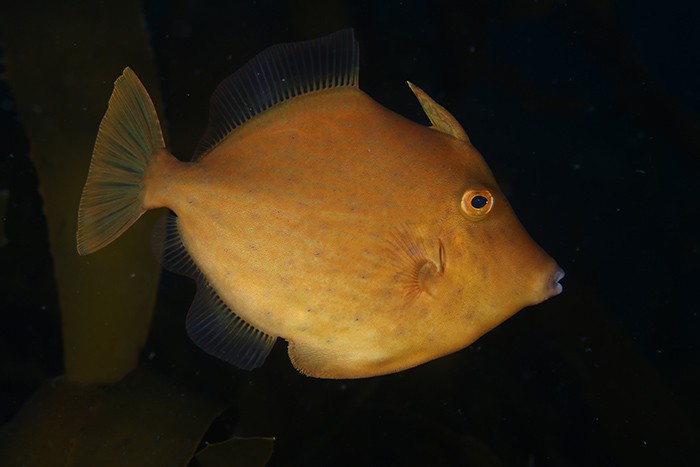 Korea’s Yang Chung-hong receives the gold prize in the category of fish in the Ulleungdo-Dokdo International Underwater Photography Competition 2016.