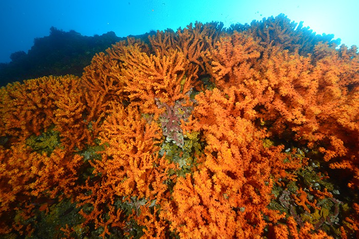 Dokdo_new_coral_2.jpg