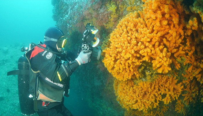 An underwater research discovers the largest-ever colony of endangered <i>Dendrophyllia cribrosa</i> coral ever found in Korea in the waters around Dokdo Island.