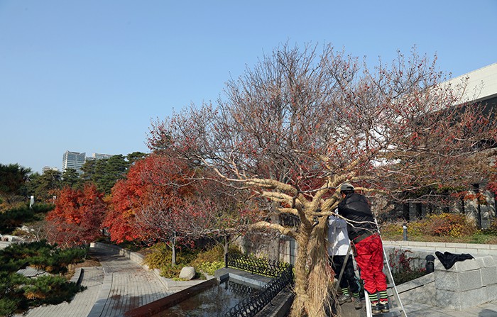 Caretakers and gardeners at the National Museum of Korea wrap tree trunks in straw, prepping them for the upcoming winter, on Nov. 11.