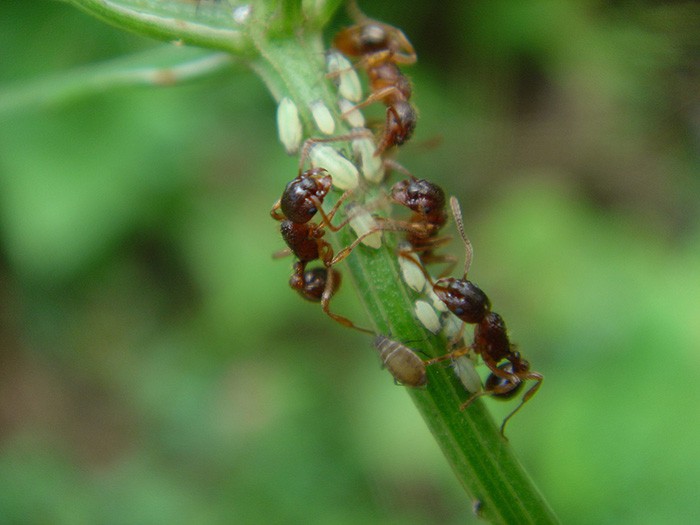 On Nov. 29, the NIFoS announced that ant habitats are gradually moving on average 4.9 meters in altitude up mountain slopes every year due to climate change.