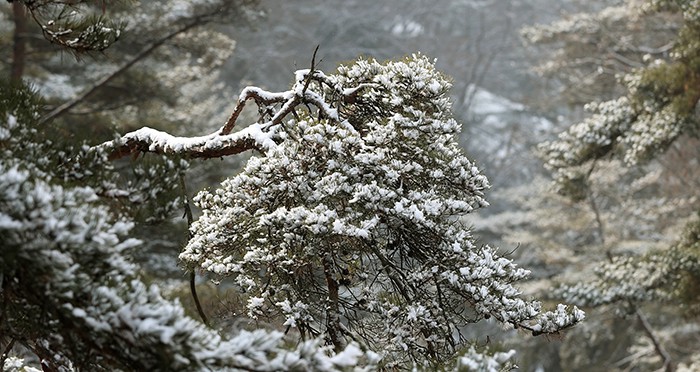 한국에서 가장 오래된 인공호수이자 제천시를 대표하는 관광지 가운데 하나인 의림지에 자리잡은 푸른 소나무에 눈꽃이 피어있다. 제천시가 위치한 충청도 지방에 대한 별칭인 호서라는 말이 의림지 서쪽에 위치해 있다고 해서 붙여질 만큼 의림지는 오랜 역사를 자랑한다.