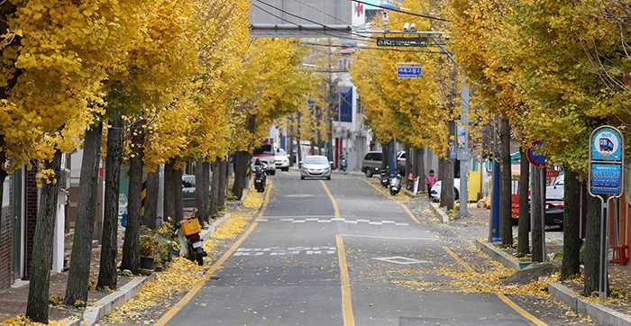 노랗게 물든 은행잎이 한 겨울 눈 내리듯 길거리를 덮고 있는 통영의 ‘인사하는 거리’ 모습. 통영시 서피랑의 99계단 입구부터 적십자병원에 이르는 200m는 서로 먼저 인사하는 ‘인사하는 거리’로 지정돼 있다.
