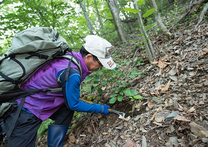 A <i>simmani</i> collects wild ginseng in the mountains. When they find a wild ginseng plant, they record the location on their GPS devices and take a photo to share the information with their fellow gatherers on their smartphones. Doing so, they try to combine technology and traditions inherited from their elders.