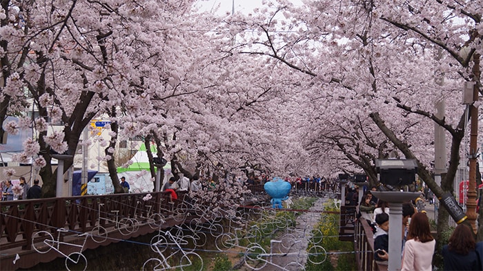 170321_cherry blossom12_in.jpg