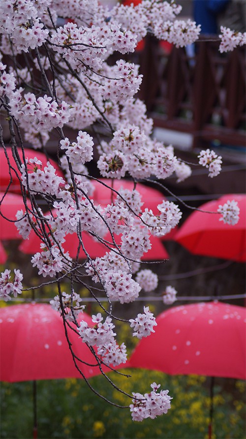 170321_cherry blossom15_in.jpg