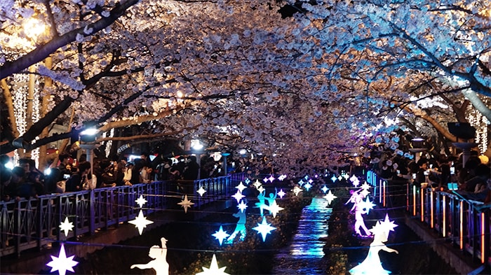 170321_cherry blossom19_in.jpg
