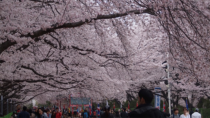170321_cherry blossom22_in.jpg
