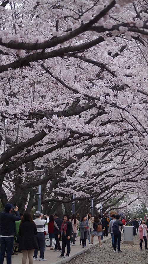 170321_cherry blossom23_in.jpg