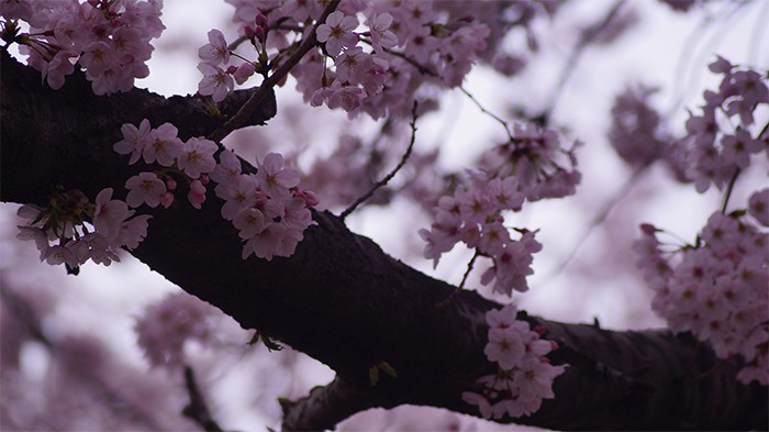 170321_cherry blossom5_in.jpg