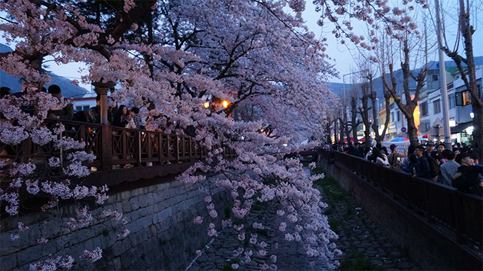 170321_cherry blossom8_in.jpg