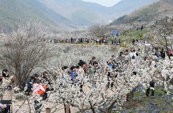 The Wondong Maehwa Festival, held in Yangsan-si, Gyeongsangnam-do Province, will welcome guests with <i>maehwa</i> apricot flowers on March 18 and 19 this year.