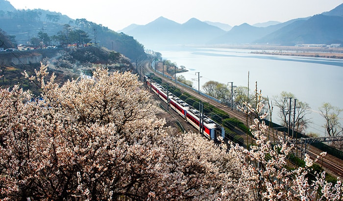 Clouds of <i>maehwa</i> apricot flowers, musical performances and delicious food can be enjoyed at the Wondong Maehwa Festival in Yangsan-si, Gyeongsangnam-do Province.