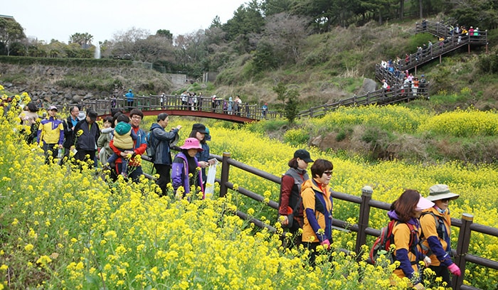 At the Seogwipo <i>Yuchae </i> Canola Flower International Walking Festival, held in Seogwipo-si, Jeju Island, on March 18 and 19, participants can walk on 5-km, 10-km or 15-km trails that weave through the island's blooming fields of canola flowers. The trails connect several tourist attractions along the southern Jeju coast.