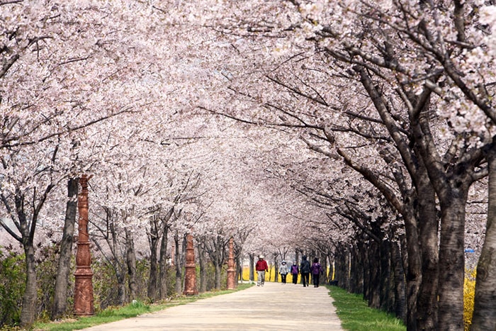 The pathway along the Anyangcheon Stream in Yeongdeungpo-gu District, Seoul, offers some of the most beautiful cherry blossom walking trails every April.