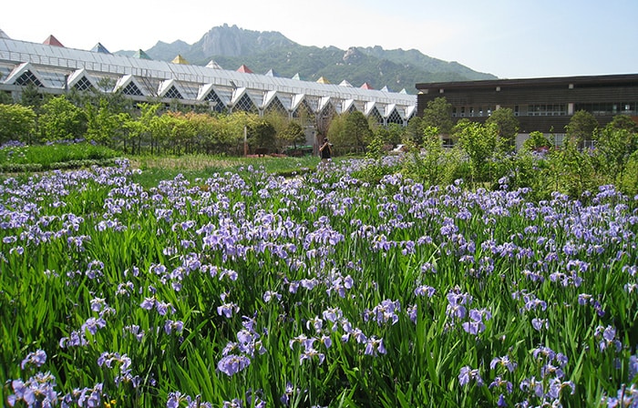 The Seoul Iris Garden in Dobong-gu District, Seoul, is home to 130 types of iris that burst into bloom every spring.
