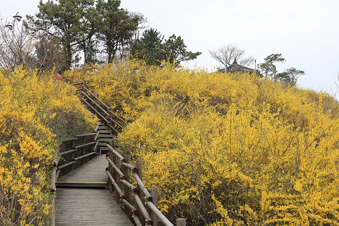 Eungbongsan Mountain in Seongdong-gu, Seoul, is host to a forsythia festival held from March 31 to April 2.