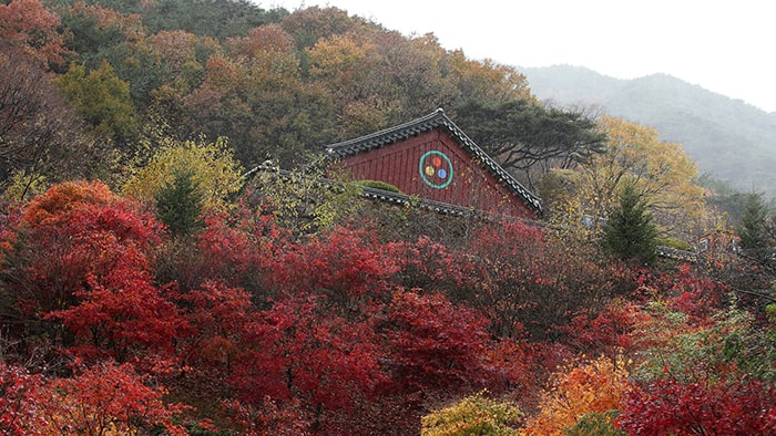 Autumn foliage will reach its peak at Jirisan on Oct. 24. Pictured is an autumn view of Hwaeoms Temple at Jirisan Mountain.