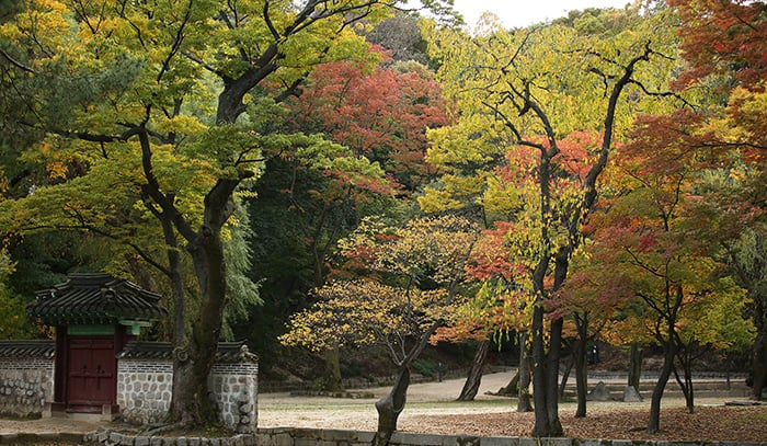 The Cultural Heritage Administration predicts that visitors to royal palaces in Seoul will be able to enjoy the beauty of the fall for about one month, starting Oct. 20. Pictured is an autumn view of Changdeokgung Palace.