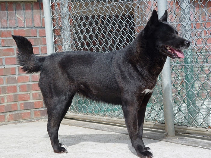 Recent research conducted by the Rural Development Administration reveals that dog breeds that originate in Korea, such as the Jindo (진돗개), the Pungsan (풍산개) and the Donggyeongi (경주개동경이), have distinct characteristics not found in other breeds. The photo above shows a <i>heukgu</i> black Jindo (흑구).