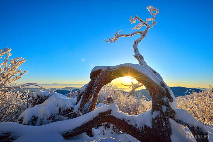 The sunrise gives a beautiful glow to Taebaeksan Mountain’s frosted trees and bushes.