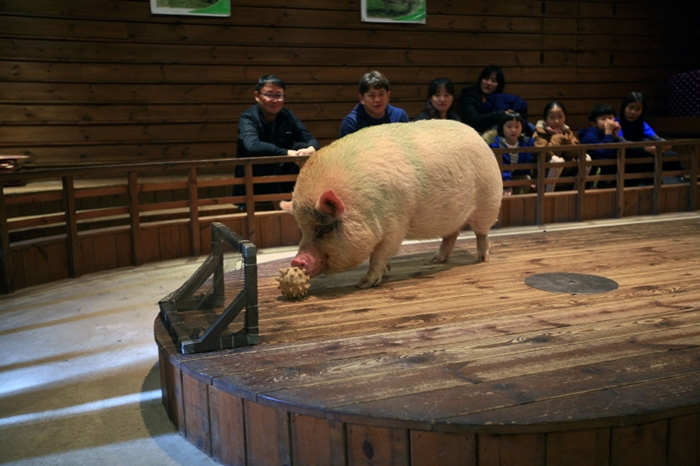 Pig Thema Park (돼지보러오면돼지) in Icheon, Gyeonggi-do Province, offers a pig show in which a small pig dribbles a ball into the goal.