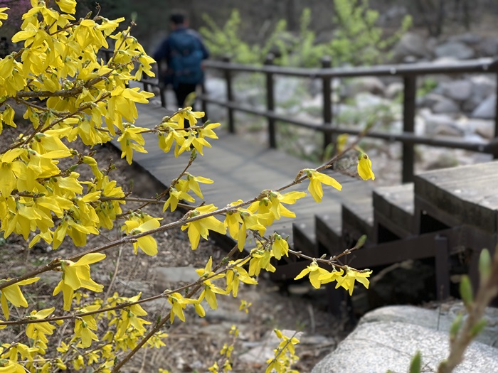Forsythias come into view as one starts climbing Bukhansan Mountain from Gugi Exploration Support Center.