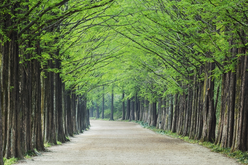 Metaseqouia Road in Damyang-gun County of Jeollanam-do Province has been selected several times as one of Korea's most beautiful places to take walks.