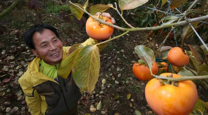 20151116_persimonfarmer_01.jpg