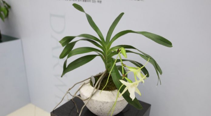 151223_orchid_art1.jpg