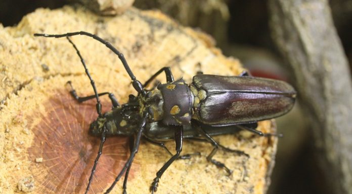 160115_beetle_art1.jpg